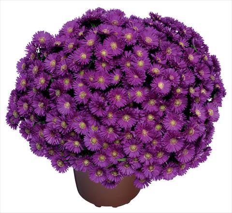 foto van een variëteit aan bloemen, te gebruiken als: Snijbloemen Aster novi belgii Magic Purple