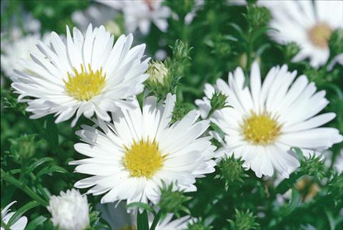 foto van een variëteit aan bloemen, te gebruiken als: Snijbloemen Aster novi belgii Magic White