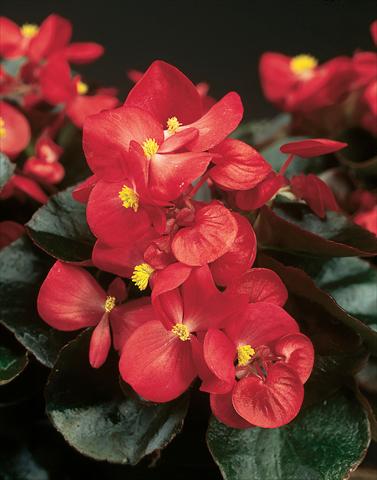 foto van een variëteit aan bloemen, te gebruiken als: Pot - en perkplant Begonia semperflorens Eureka F1 Bronze Scarlet