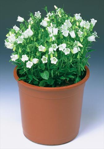 foto van een variëteit aan bloemen, te gebruiken als: Perkplant / Borders Campanula cochleariifolia Swinging Bells White