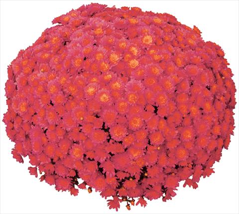 foto van een variëteit aan bloemen, te gebruiken als: Pot - en perkplant Chrysanthemum Jacqueline Peach Fusion