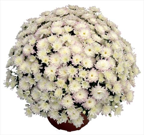 foto van een variëteit aan bloemen, te gebruiken als: Pot - en perkplant Chrysanthemum Jacqueline Pearl