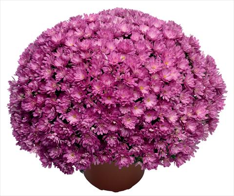 foto van een variëteit aan bloemen, te gebruiken als: Pot - en perkplant Chrysanthemum Jacqueline Pink