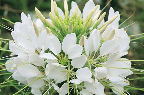 foto van een variëteit aan bloemen, te gebruiken als: Potplant, perkplant, patioplant Cleome hassleriana Sparkler F1 White
