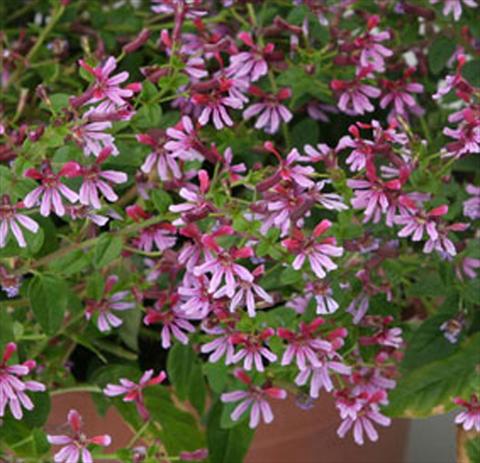 foto van een variëteit aan bloemen, te gebruiken als: Pot Cuphea ilavea Euphoric Pink