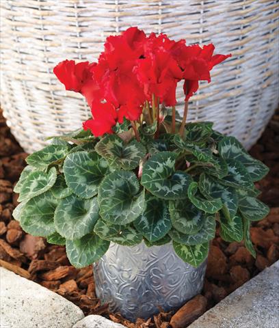 foto van een variëteit aan bloemen, te gebruiken als: Korf / Pot Cyclamen persicum Friller™ F1 Scarlet