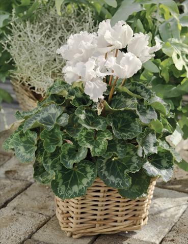 foto van een variëteit aan bloemen, te gebruiken als: Korf / Pot Cyclamen persicum Friller™ F1 White