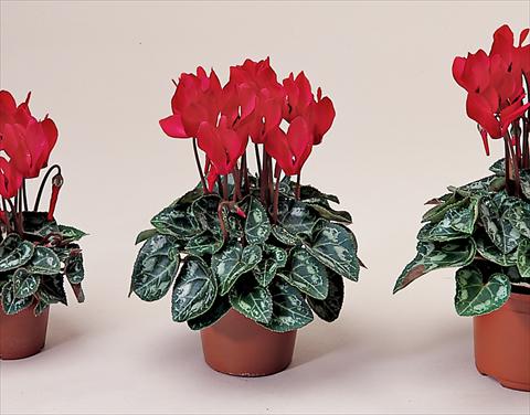 foto van een variëteit aan bloemen, te gebruiken als: Korf / Pot Cyclamen persicum Midori Bright Scarlet