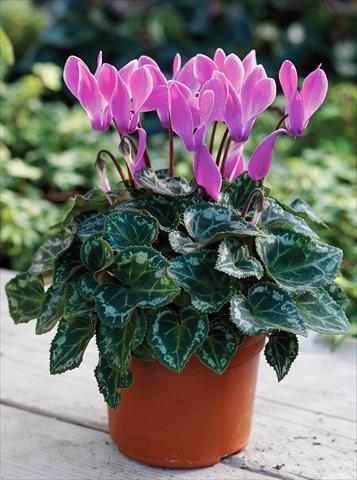 foto van een variëteit aan bloemen, te gebruiken als: Korf / Pot Cyclamen persicum Midori F1 Purple Flame