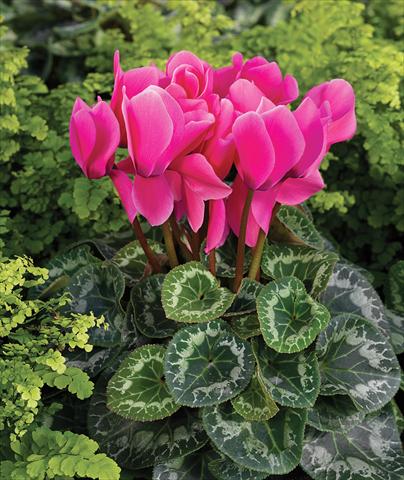 foto van een variëteit aan bloemen, te gebruiken als: Korf / Pot Cyclamen persicum Rainier F1 Pink