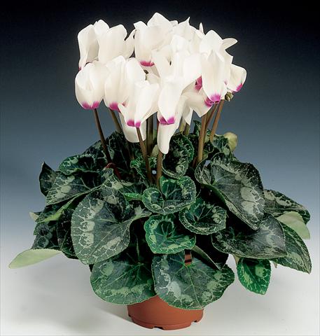 foto van een variëteit aan bloemen, te gebruiken als: Korf / Pot Cyclamen persicum Rainier F1 White with Eye