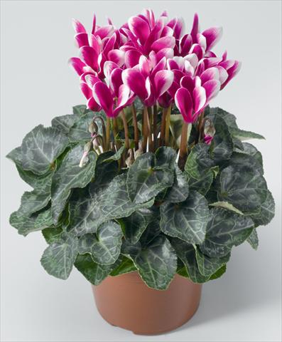 foto van een variëteit aan bloemen, te gebruiken als: Korf / Pot Cyclamen persicum mini Snowridge F1 Mini Purple