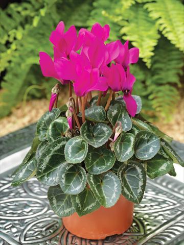 foto van een variëteit aan bloemen, te gebruiken als: Korf / Pot Cyclamen persicum mini Winfall™ F1 Purple