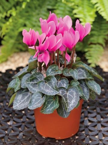 foto van een variëteit aan bloemen, te gebruiken als: Korf / Pot Cyclamen persicum mini Winfall™ F1 Rose