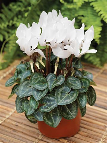 foto van een variëteit aan bloemen, te gebruiken als: Korf / Pot Cyclamen persicum mini Winfall™ F1 White