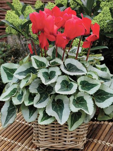 foto van een variëteit aan bloemen, te gebruiken als: Korf / Pot Cyclamen persicum Winter Ice F1 Scarlet