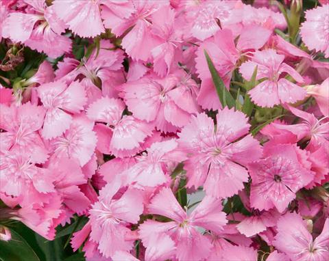 foto van een variëteit aan bloemen, te gebruiken als: Pot - en perkplant Dianthus barbatus Diabunda® F1 Pink Pearl