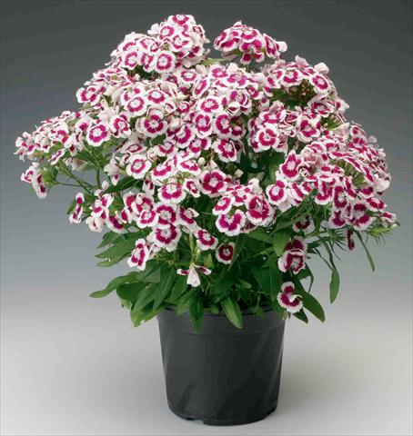 foto van een variëteit aan bloemen, te gebruiken als: Pot - en perkplant Dianthus barbatus Diabunda® F1 Purple Picotee
