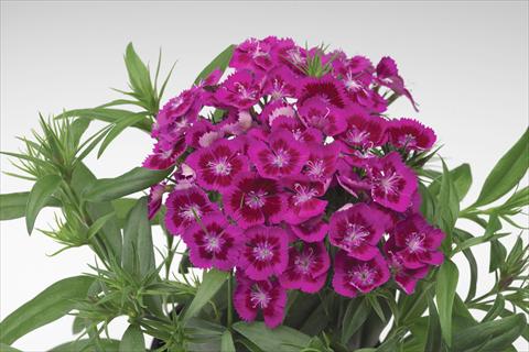 foto van een variëteit aan bloemen, te gebruiken als: Pot - en perkplant Dianthus barbatus Diabunda® F1 Purple