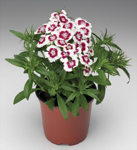 foto van een variëteit aan bloemen, te gebruiken als: Pot - en perkplant Dianthus barbatus Diabunda® F1 Red Picotee