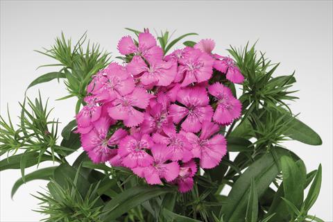 foto van een variëteit aan bloemen, te gebruiken als: Pot - en perkplant Dianthus barbatus Diabunda® F1 Rose