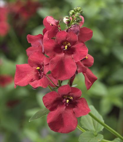 foto van een variëteit aan bloemen, te gebruiken als: Potplant, patioplant, korfplant Diascia Darla Red improved