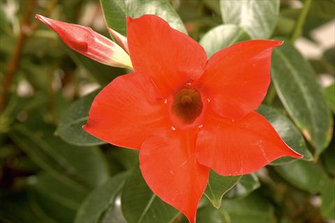 foto van een variëteit aan bloemen, te gebruiken als: Patioplant, potplant Dipladenia (Mandevilla) Rio® Deep Red
