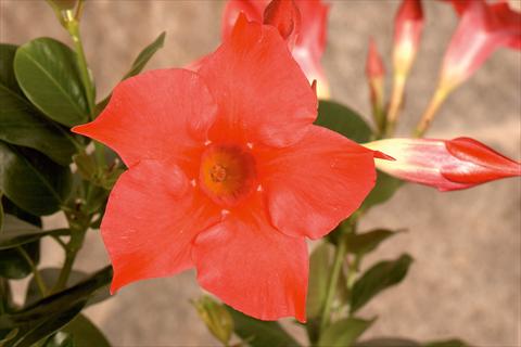 foto van een variëteit aan bloemen, te gebruiken als: Patioplant, potplant Dipladenia (Mandevilla) Rio Hot Pink