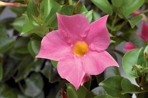 foto van een variëteit aan bloemen, te gebruiken als: Patioplant, potplant Dipladenia (Mandevilla) Rio® Pink