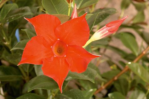 foto van een variëteit aan bloemen, te gebruiken als: Patioplant, potplant Dipladenia (Mandevilla) Rio® Red