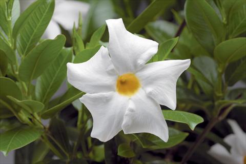 foto van een variëteit aan bloemen, te gebruiken als: Patioplant, potplant Dipladenia (Mandevilla) Rio® White