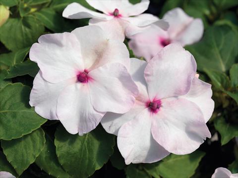 foto van een variëteit aan bloemen, te gebruiken als: Pot - en perkplant Impatiens walleriana Accent Premium F1 Bright Eye