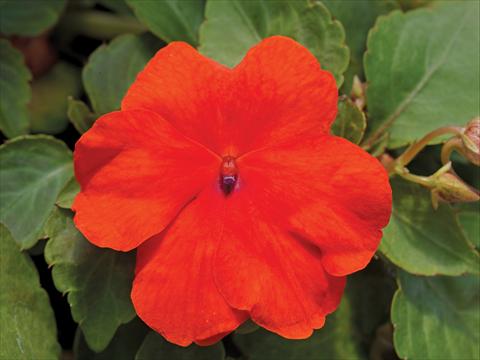 foto van een variëteit aan bloemen, te gebruiken als: Pot - en perkplant Impatiens walleriana Accent Premium F1 Deep Orange