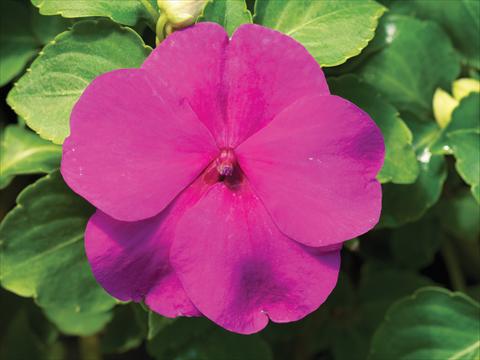 foto van een variëteit aan bloemen, te gebruiken als: Pot - en perkplant Impatiens walleriana Accent Premium F1 Lilac