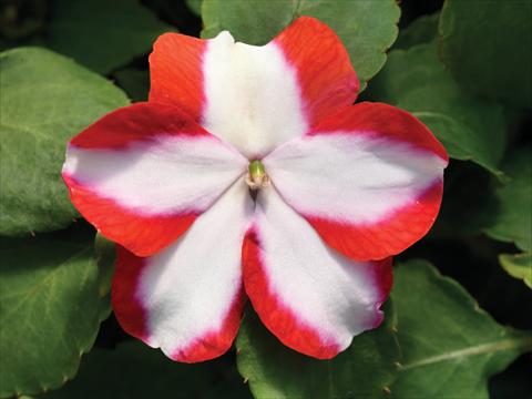 foto van een variëteit aan bloemen, te gebruiken als: Pot - en perkplant Impatiens walleriana Accent Premium F1 Orange Star