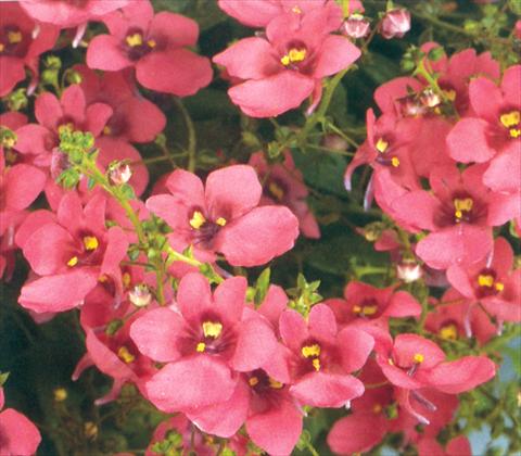 foto van een variëteit aan bloemen, te gebruiken als: Korf / Pot Diascia barberae Genta Antique Red