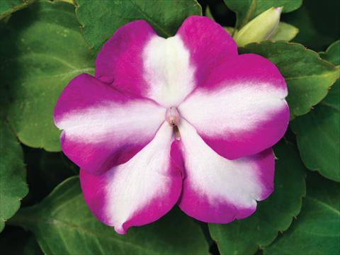 foto van een variëteit aan bloemen, te gebruiken als: Pot - en perkplant Impatiens walleriana Accent Premium F1 Violet Star