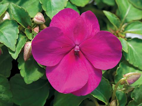 foto van een variëteit aan bloemen, te gebruiken als: Pot - en perkplant Impatiens walleriana Accent Premium F1 Violet