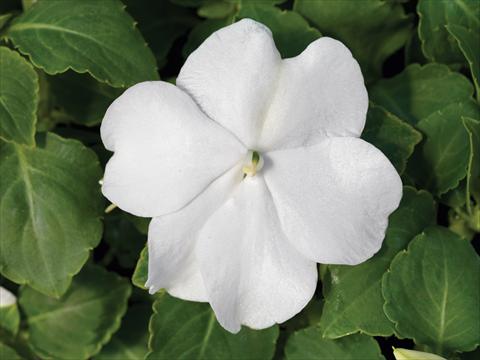foto van een variëteit aan bloemen, te gebruiken als: Pot - en perkplant Impatiens walleriana Accent Premium F1 White