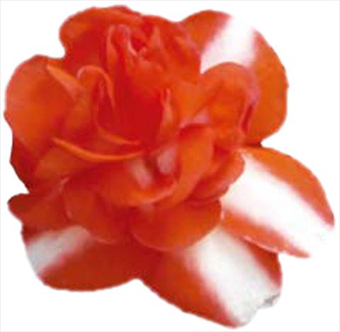 foto van een variëteit aan bloemen, te gebruiken als: Pot - en perkplant Impatiens walleriana Silhouette Orange Star