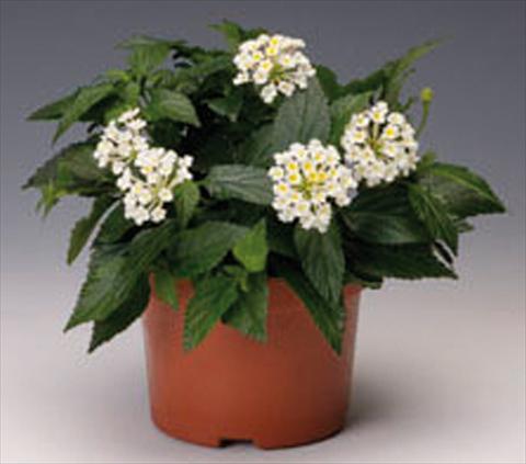 foto van een variëteit aan bloemen, te gebruiken als: Potplant, perkplant, patioplant Lantana camara Bandana® White