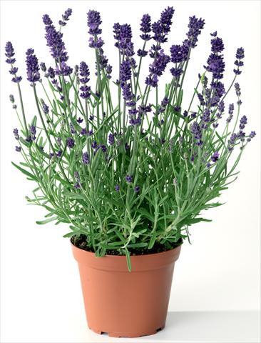 foto van een variëteit aan bloemen, te gebruiken als: Pot - en perkplant Lavandula angustifolia Blue Scent® Early