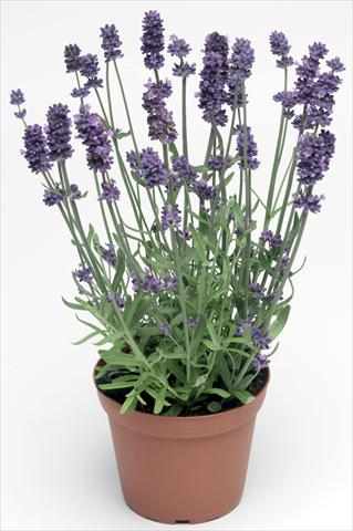 foto van een variëteit aan bloemen, te gebruiken als: Pot - en perkplant Lavandula angustifolia Sentivia® Blue