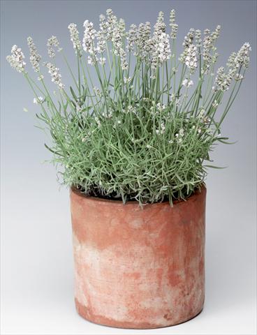 foto van een variëteit aan bloemen, te gebruiken als: Pot - en perkplant Lavandula angustifolia Sentivia® Silver