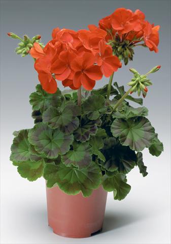 foto van een variëteit aan bloemen, te gebruiken als: Potplant, perkplant, patioplant Pelargonium x hortorum F.1 Pinto Premium F1 Deep Red