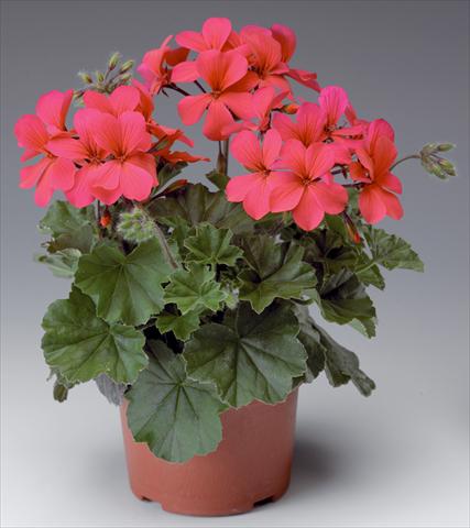 foto van een variëteit aan bloemen, te gebruiken als: Patioplant, potplant Pelargonium interspecifico Caliente® Hot Coral