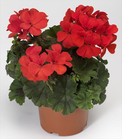 foto van een variëteit aan bloemen, te gebruiken als: Patioplant, potplant Pelargonium interspecifico Caliente® Orange