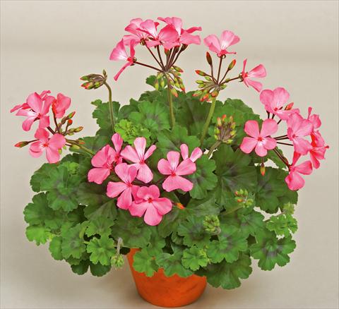 foto van een variëteit aan bloemen, te gebruiken als: Patioplant, potplant Pelargonium interspecifico Caliente® Pink
