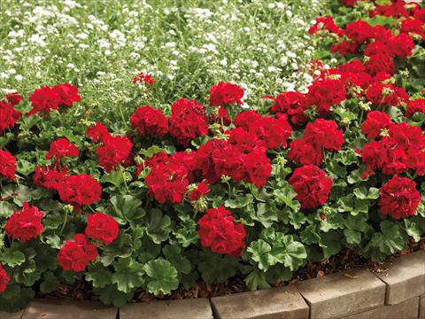 foto van een variëteit aan bloemen, te gebruiken als: Patioplant, potplant Pelargonium interspecifico Calliope® Dark Red