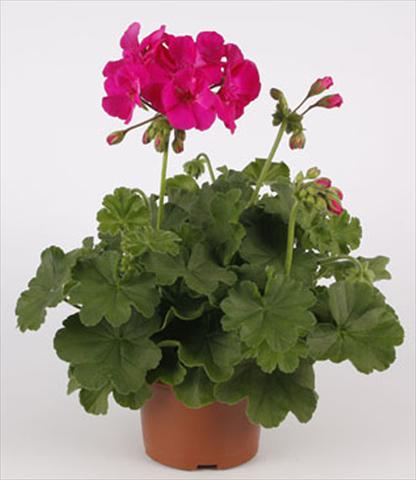 foto van een variëteit aan bloemen, te gebruiken als: Patioplant, potplant Pelargonium interspecifico Calliope® Lavender Rose